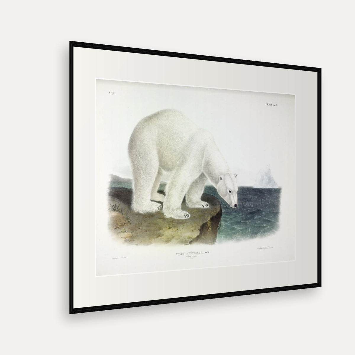 Polar Bear · Plate 91 · Audubon - Quadrupeds of North America Print framed print shown at an angle