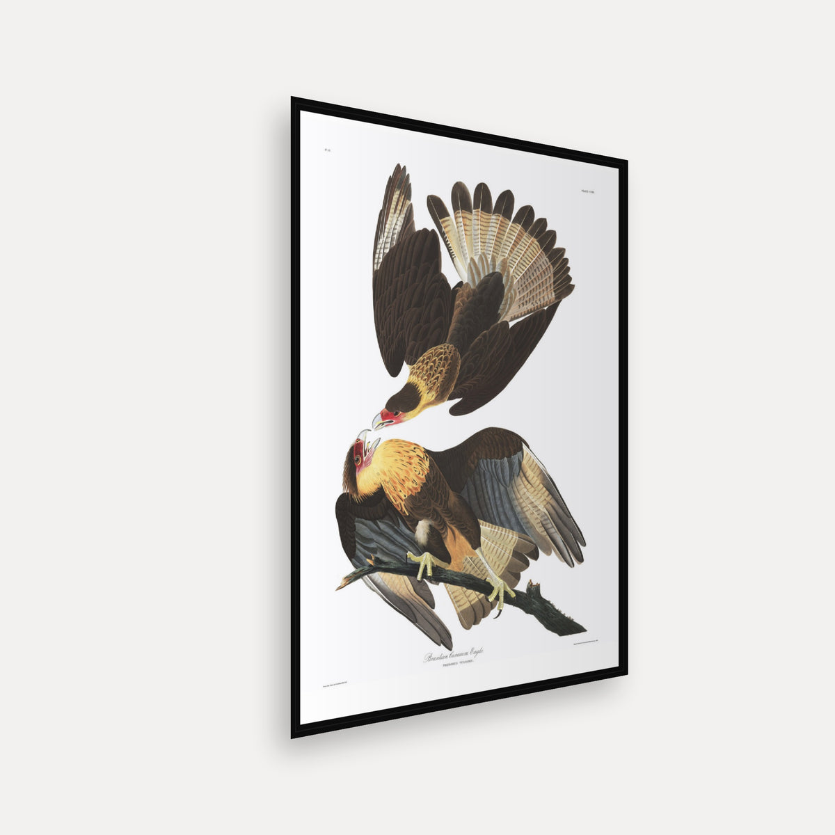 Brasilian Caracara Eagle · Plate 161 · Audubon - Birds of America Print