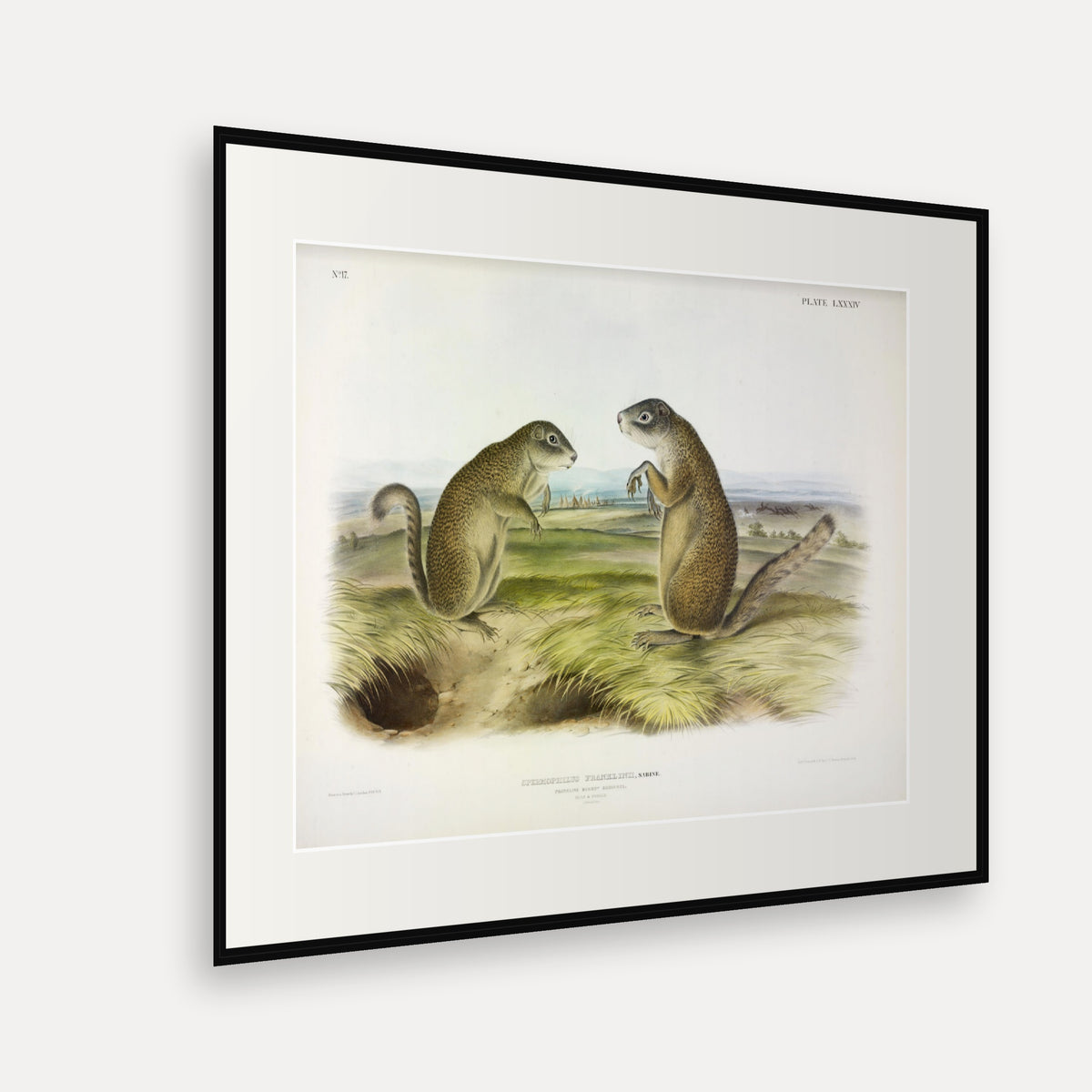Franklin's Marmot-Squirrel · Plate 84 · Audubon - Quadrupeds of North America Print framed print shown at an angle