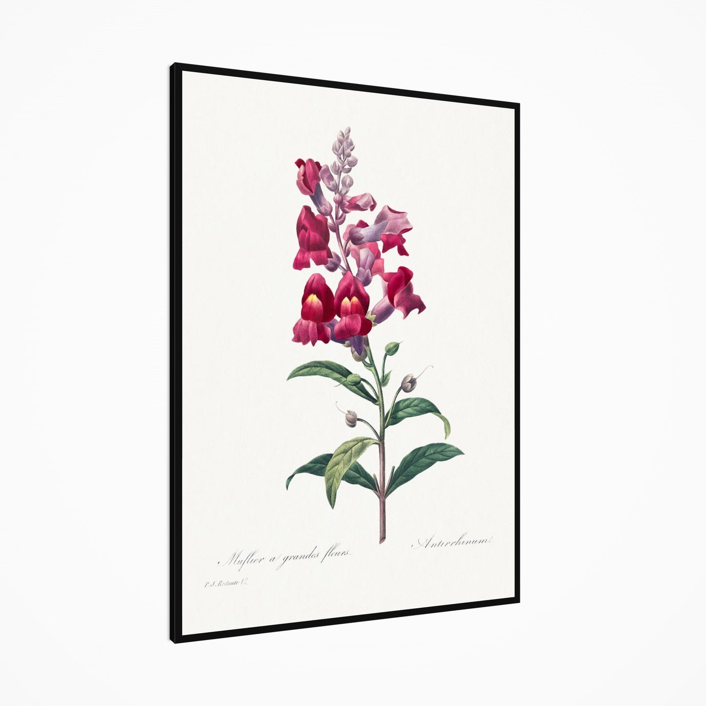 Muflier à Grandes Fleurs / Antirrhinum Pierre-Joseph Redouté Print