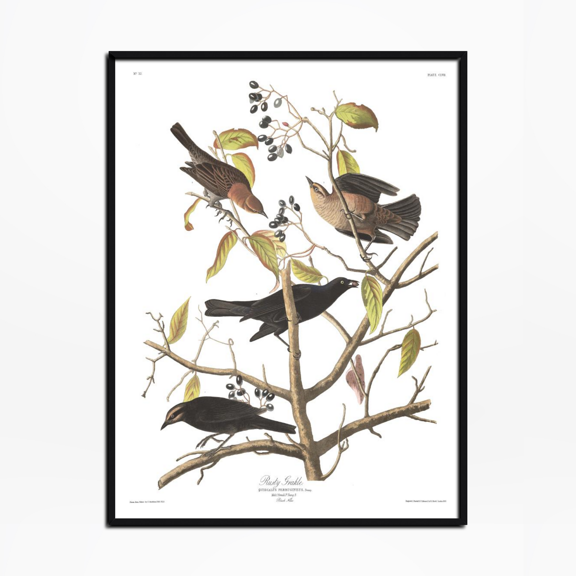 American Golden crested-Wren Birds Of America Print