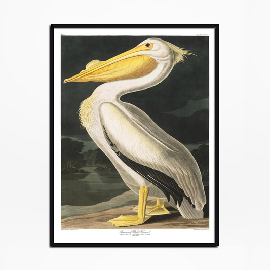 American White Pelican Birds Of America Print