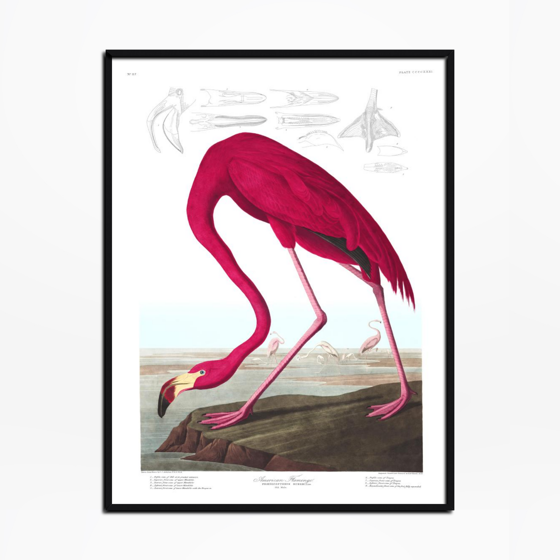 American Flamingo Birds Of America Print