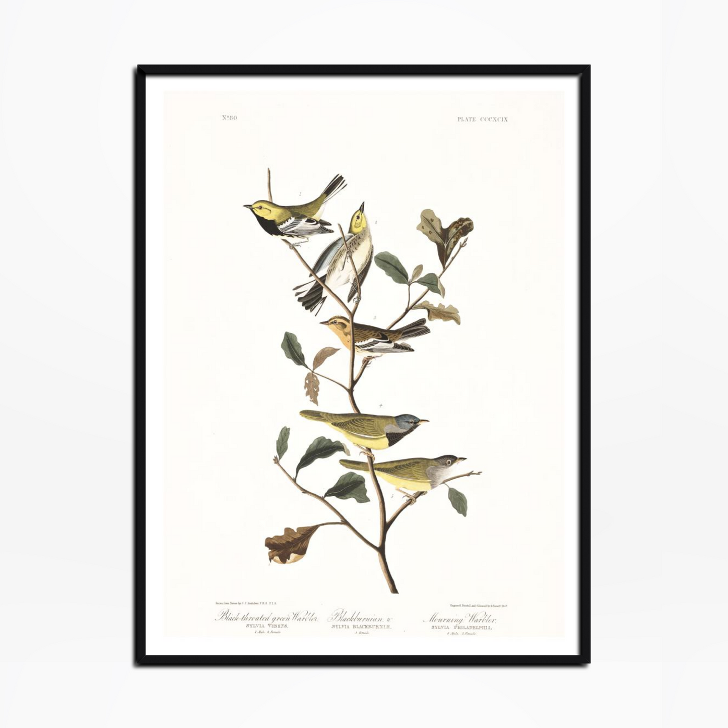 Black-throated green Warbler Birds Of America Print