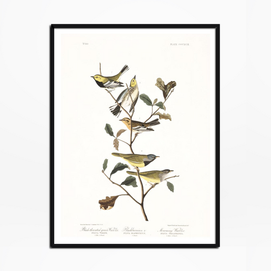 Black-throated green Warbler Birds Of America Print