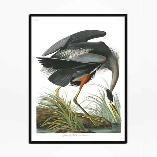 Great Blue Heron Birds Of America Print