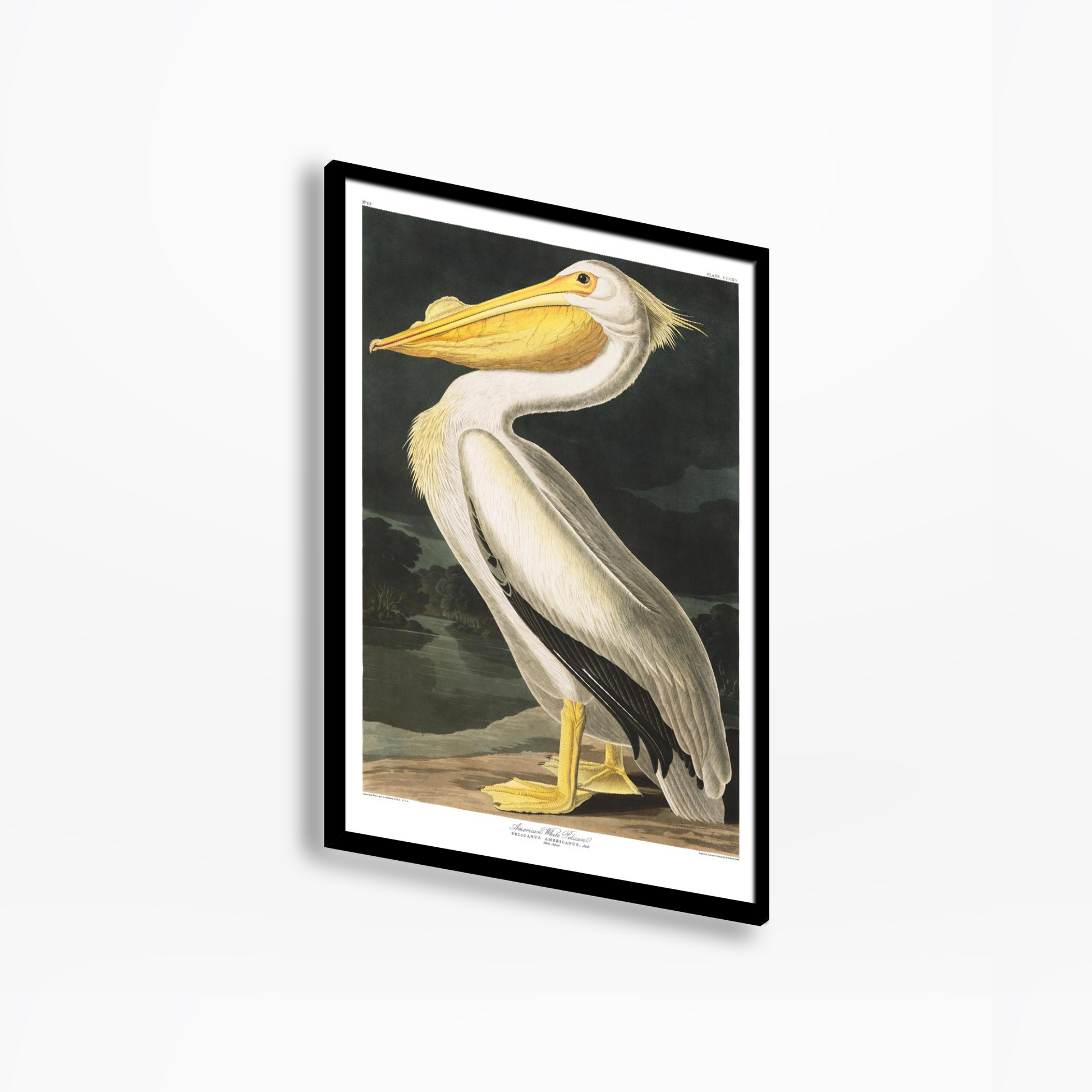 American White Pelican Birds Of America Print