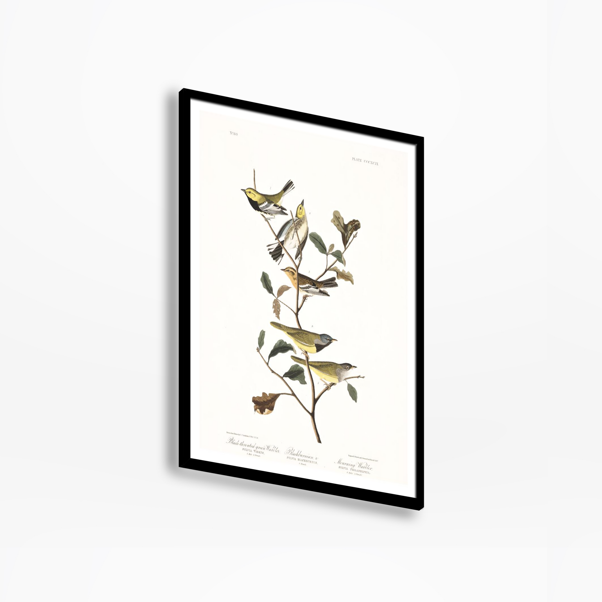 Black-throated green Warbler Birds Of America Print