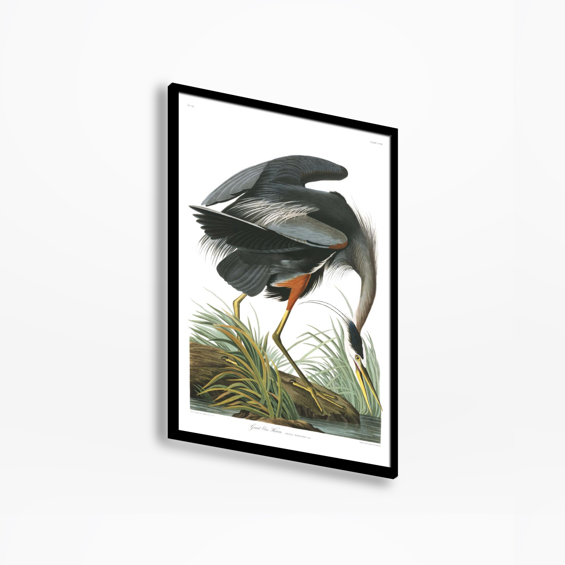 Great Blue Heron Birds Of America Print