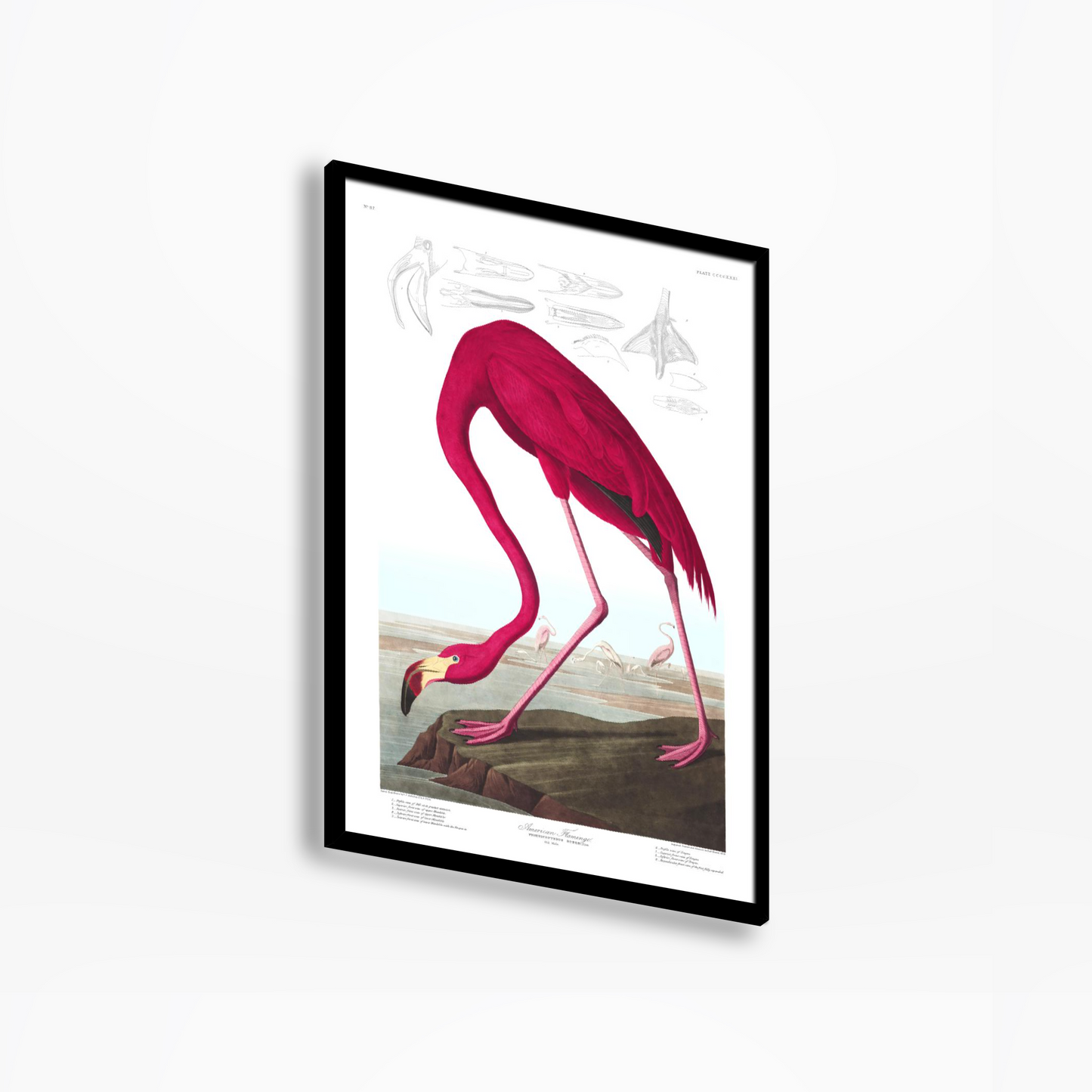 American Flamingo Birds Of America Print