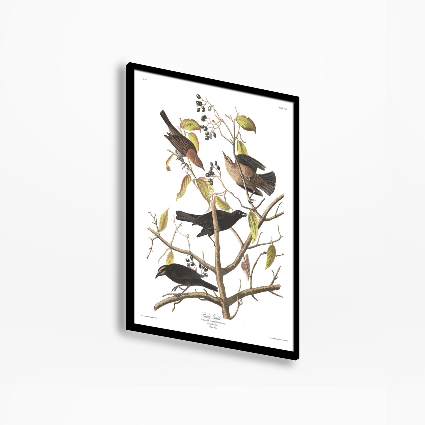 American Golden crested-Wren Birds Of America Print