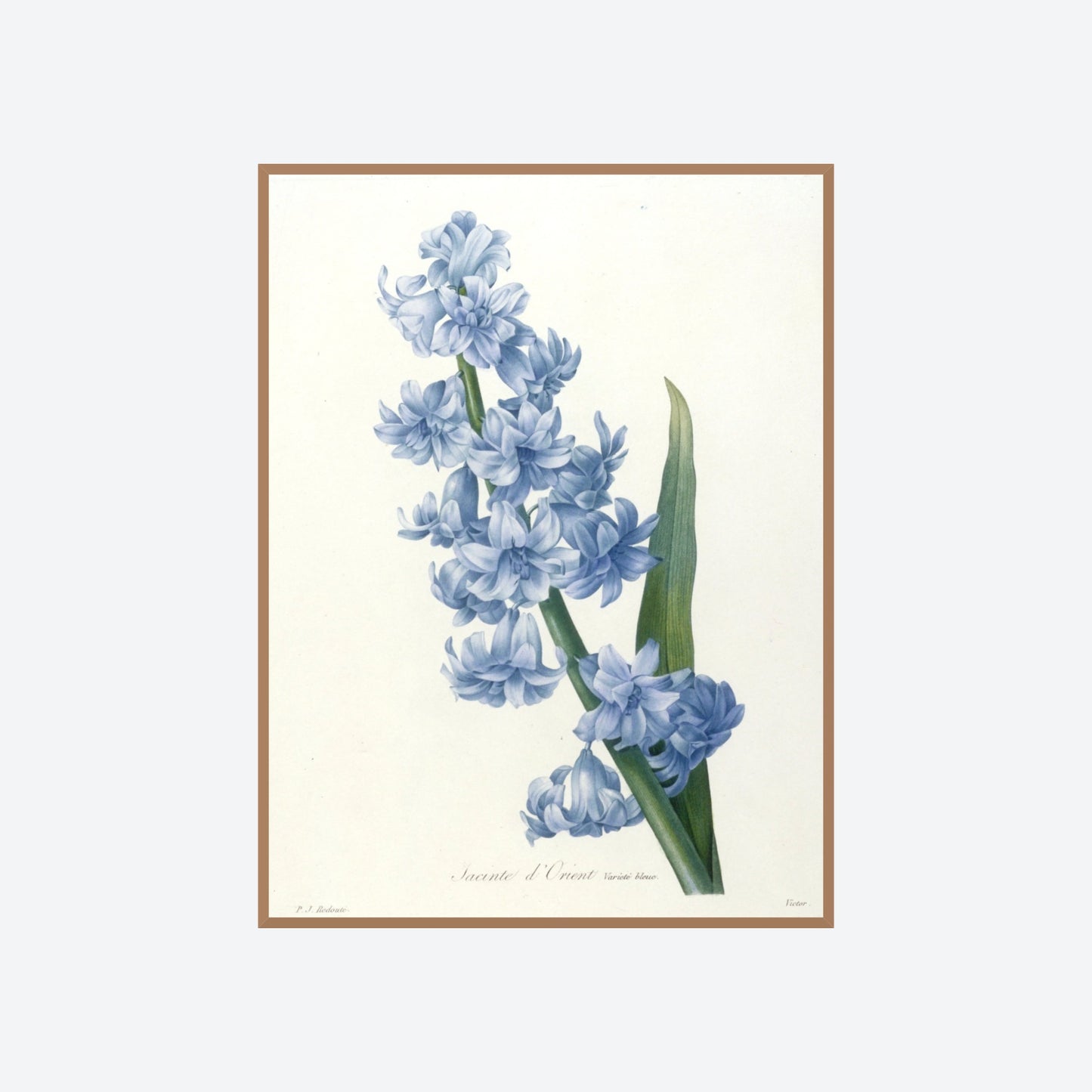Jacinthe d'Orient Pierre-Joseph Redouté Print