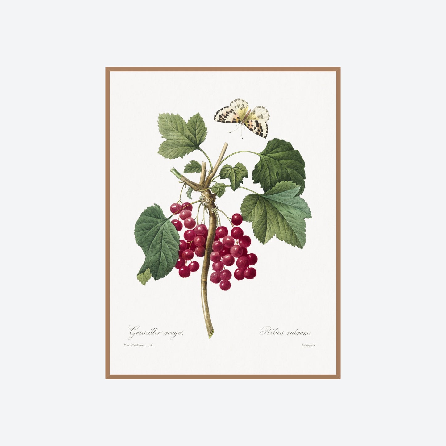 Ribes Rubrum Peony Pierre-Joseph Redouté Print