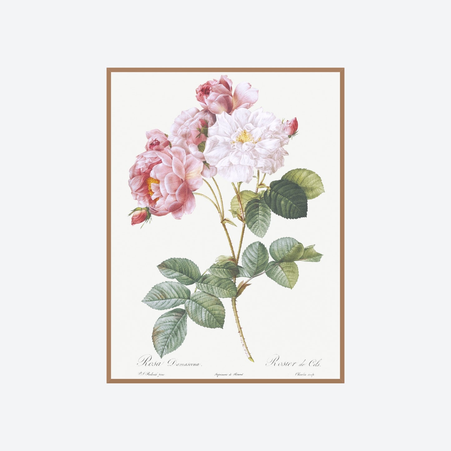 Rosa X Damascena Pierre-Joseph Redouté Print