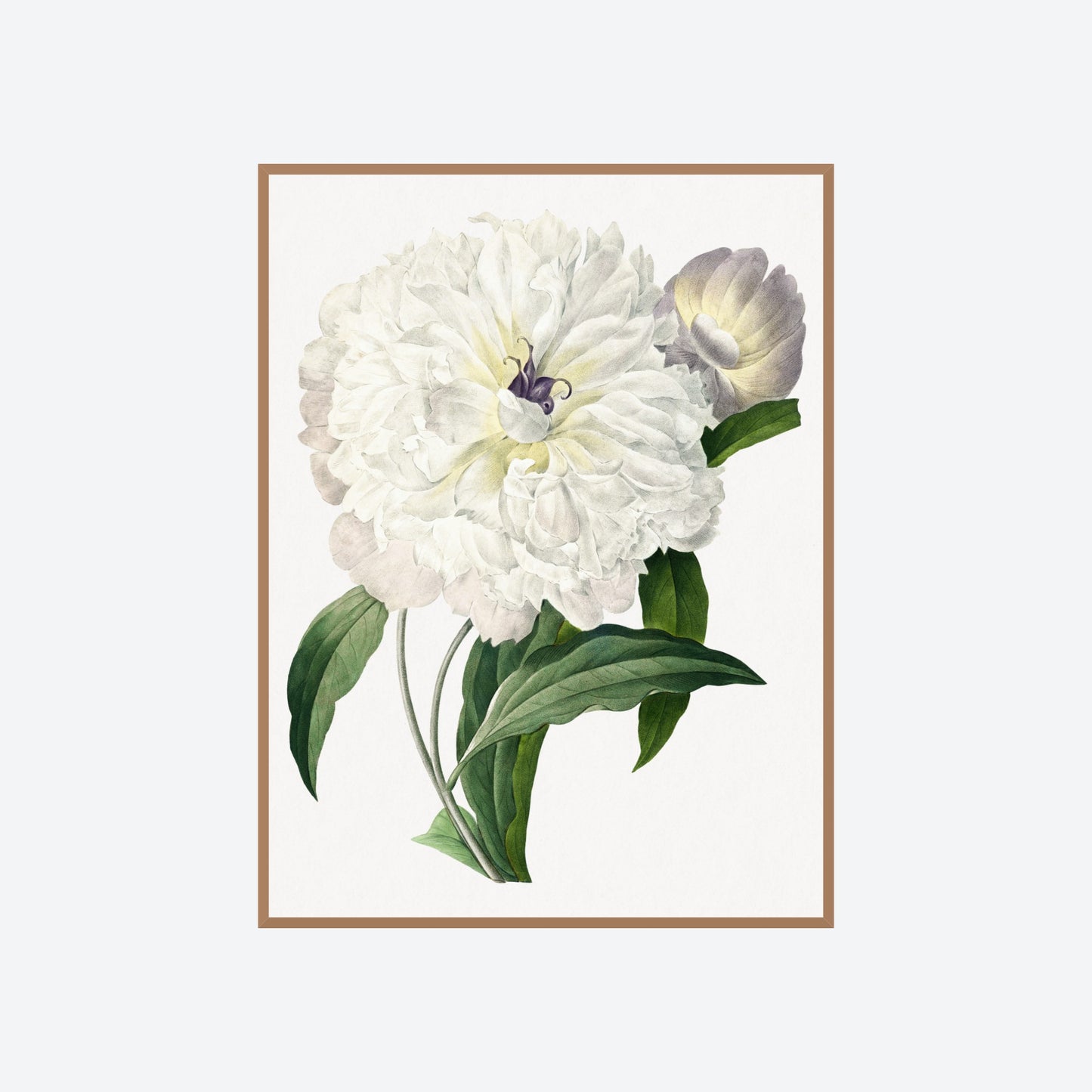 Pivoine Paeonia Officinalis Peony Pierre-Joseph Redouté Print