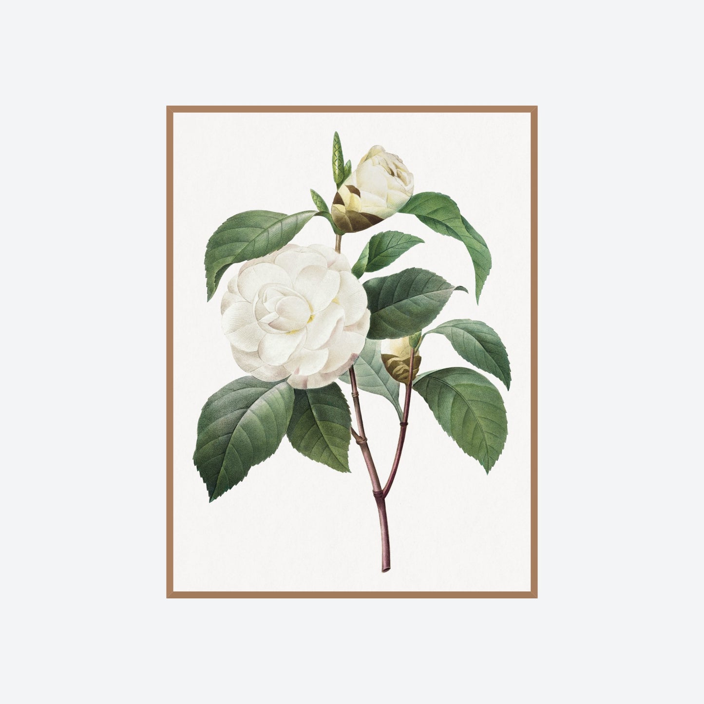 Camellia Japonica Pierre-Joseph Redouté Print