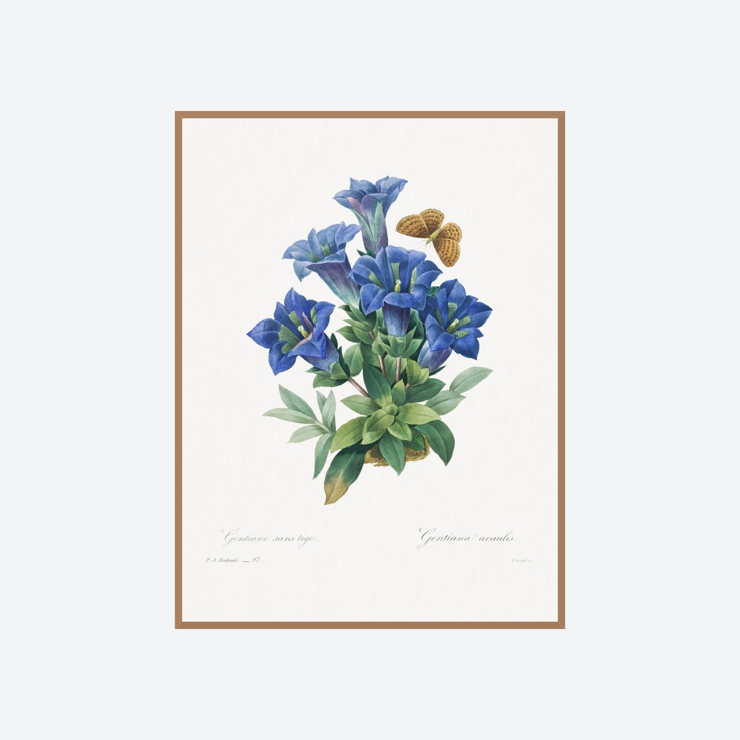 Gentiana Acantis Pierre-Joseph Redouté Print