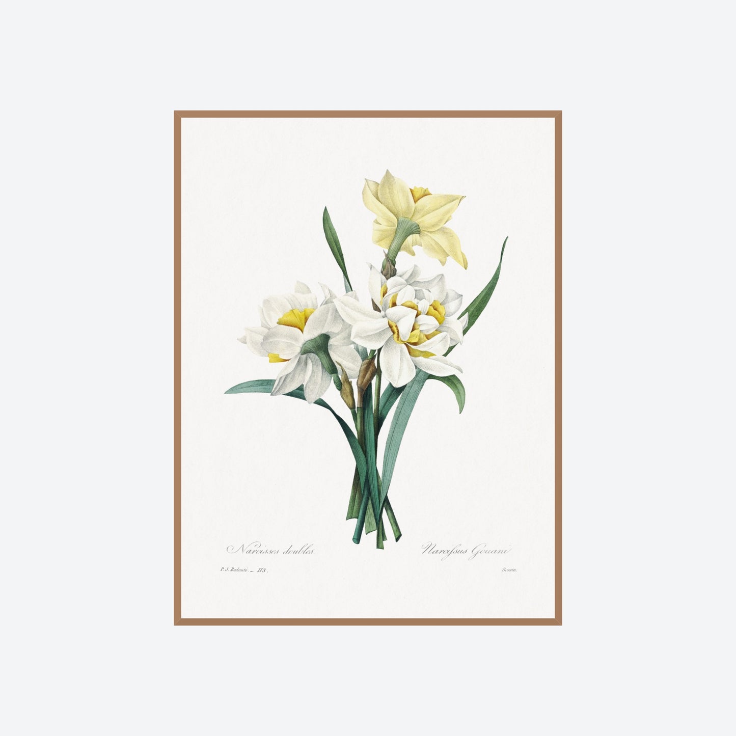 Double Daffodil Narcifsus Gouani Pierre-Joseph Redouté Print