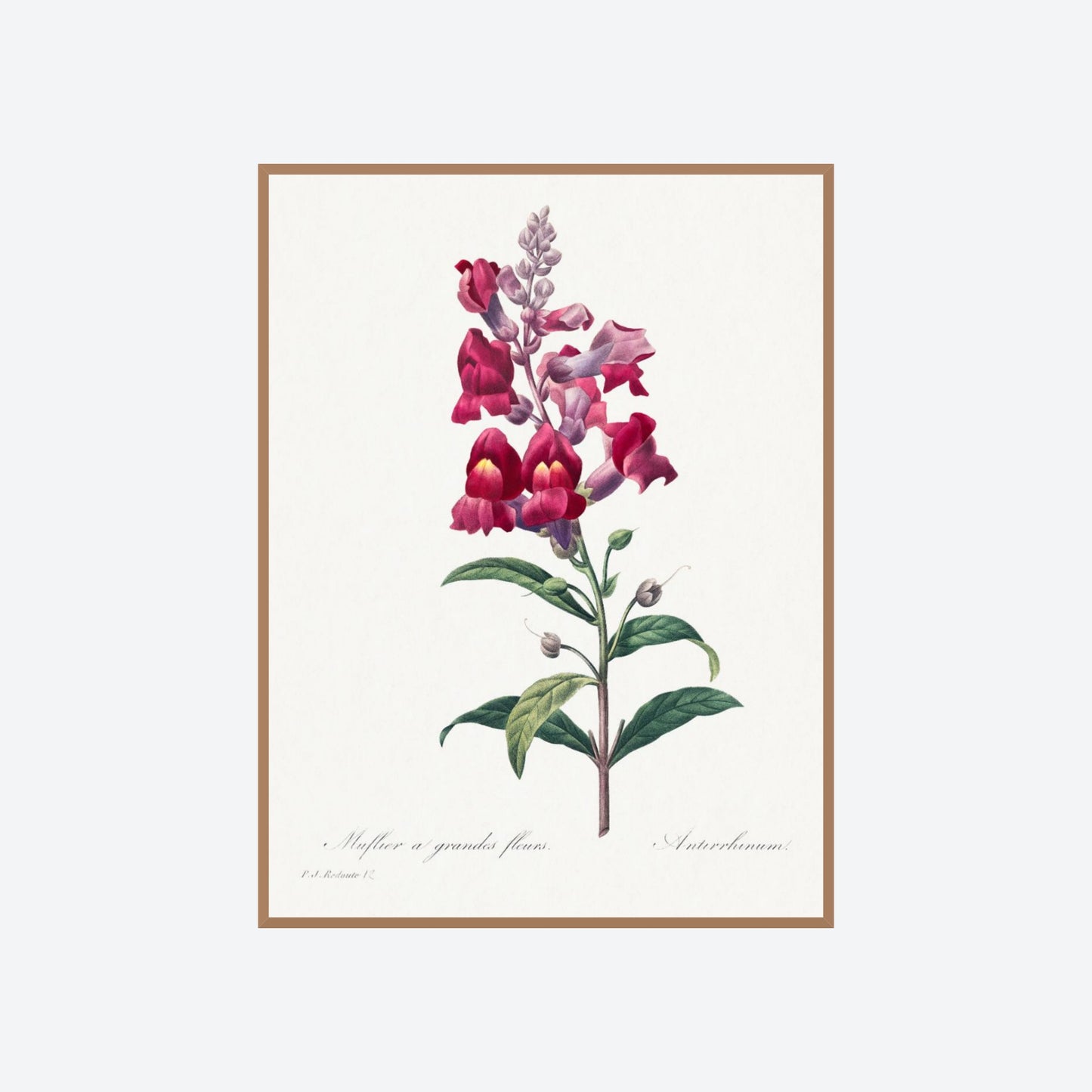 Muflier à Grandes Fleurs / Antirrhinum Pierre-Joseph Redouté Print