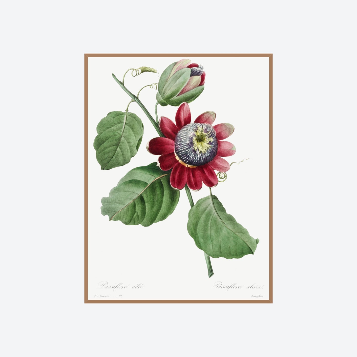 Passiflora Alata Pierre-Joseph Redouté Print