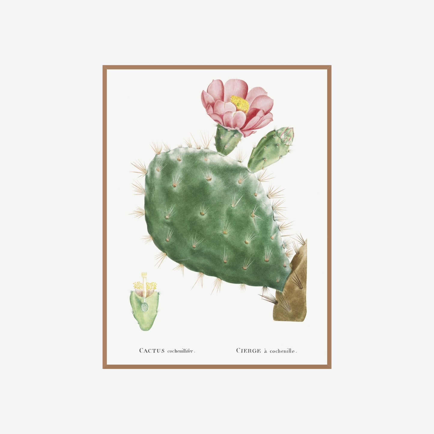 Cactus Cochenillifer Pierre-Joseph Redouté Print