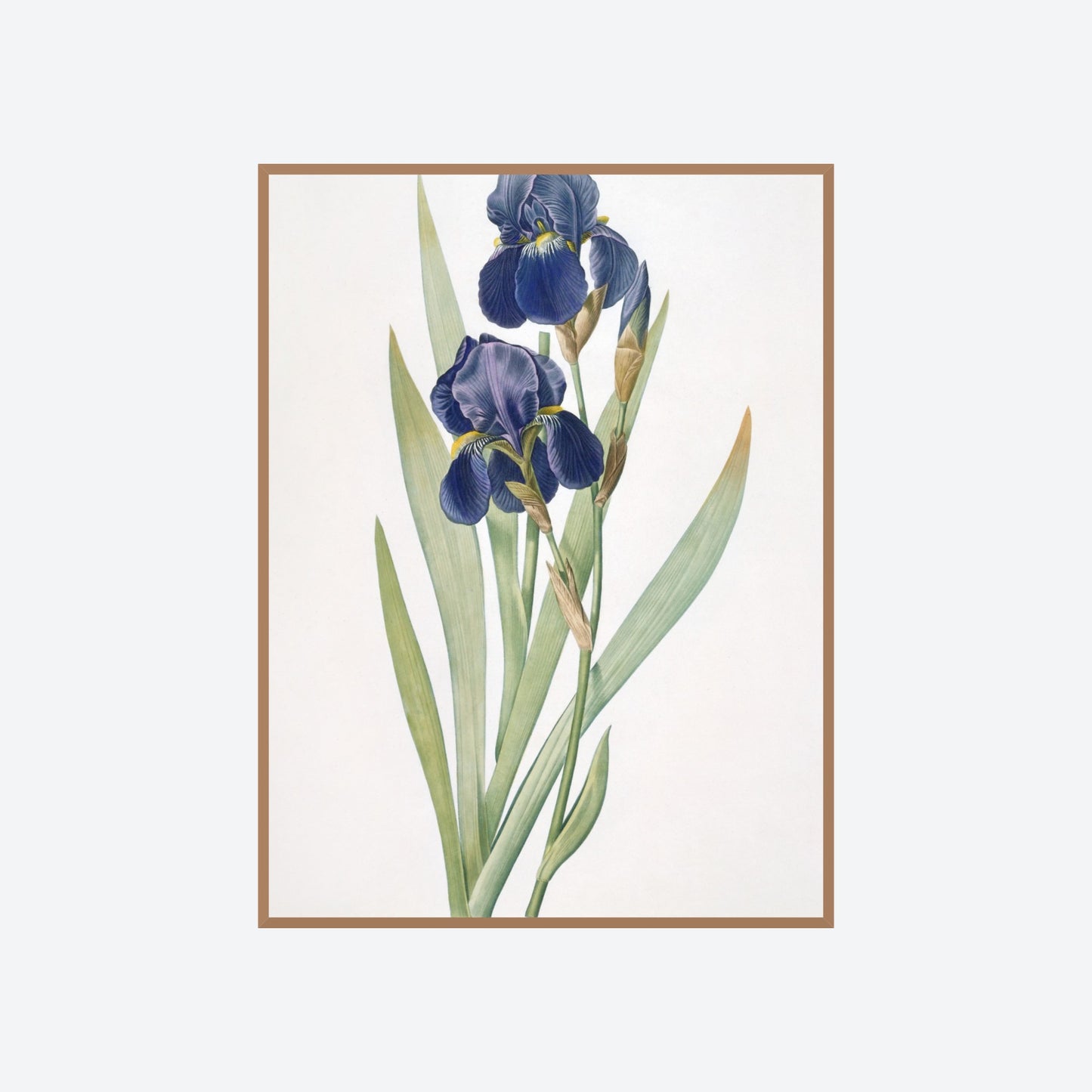 Iris Germanica Pierre-Joseph Redouté Print