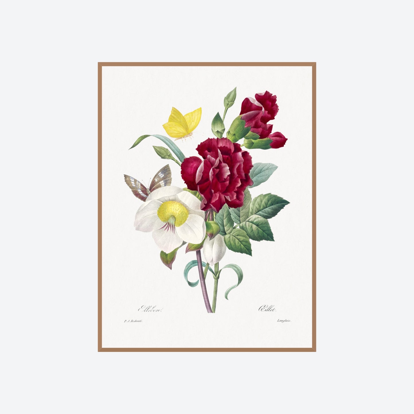 Helleborus Helleborus Pierre-Joseph Redouté Print
