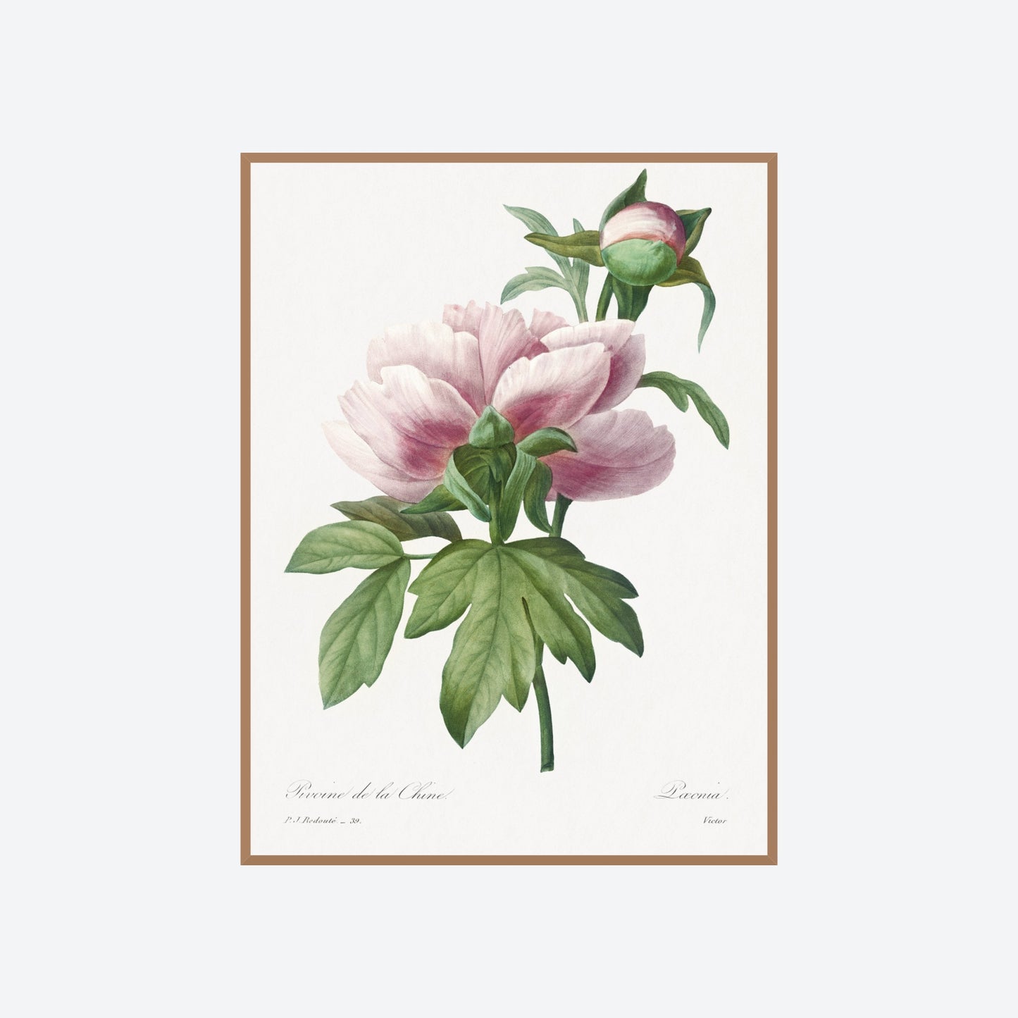 Peony Paeonia Pierre-Joseph Redouté Print
