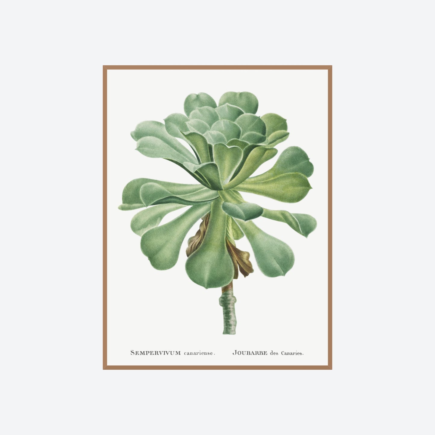 Sempervivum Canariense Pierre-Joseph Redouté Print