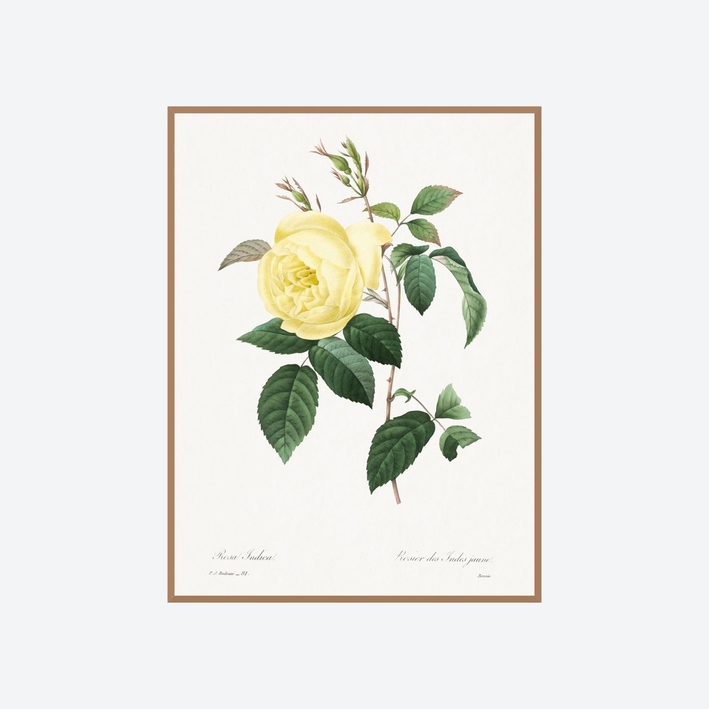 Rosa Indica Pierre-Joseph Redouté Print