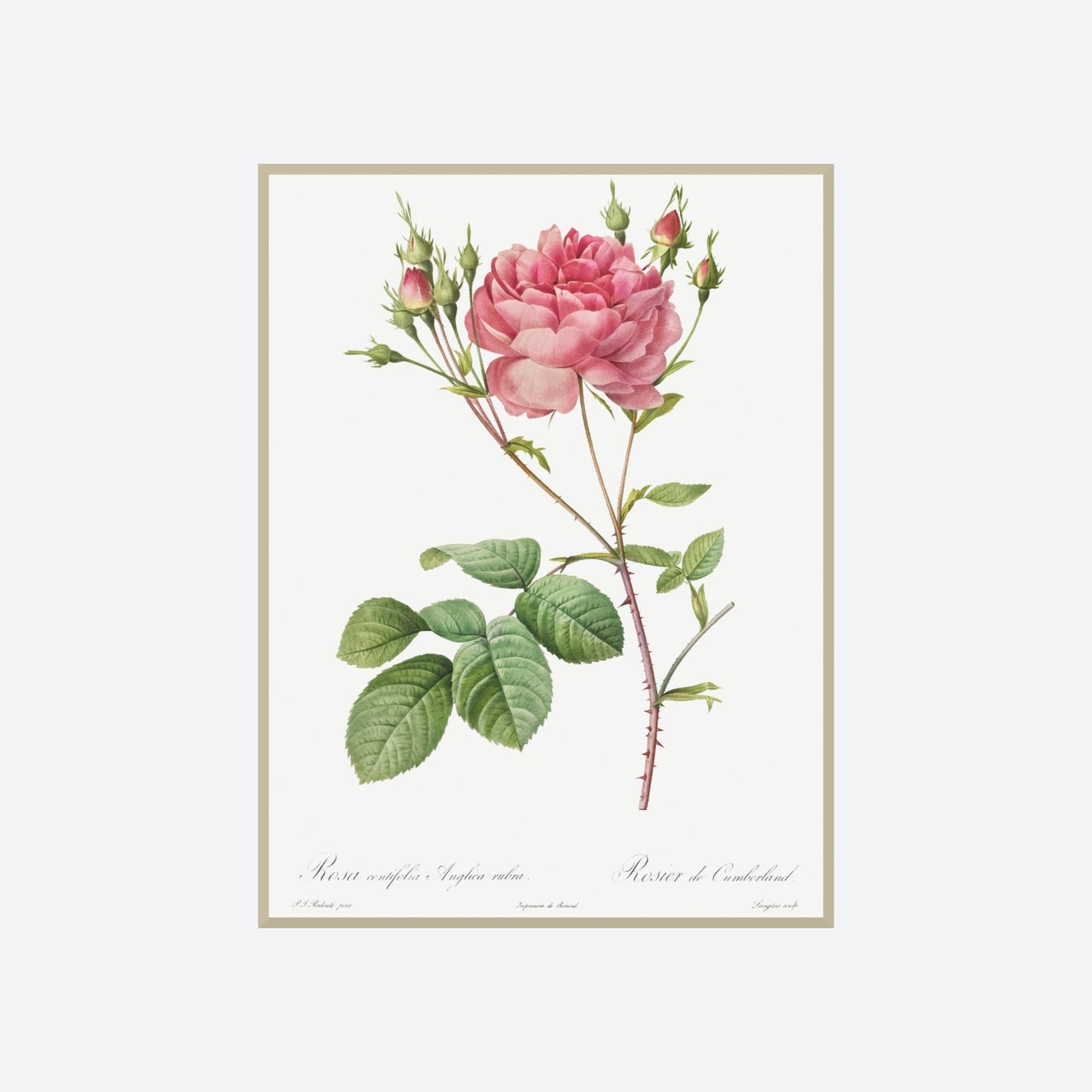 Rosa Centifolia Anglica Rubra Pierre-Joseph Redouté Print