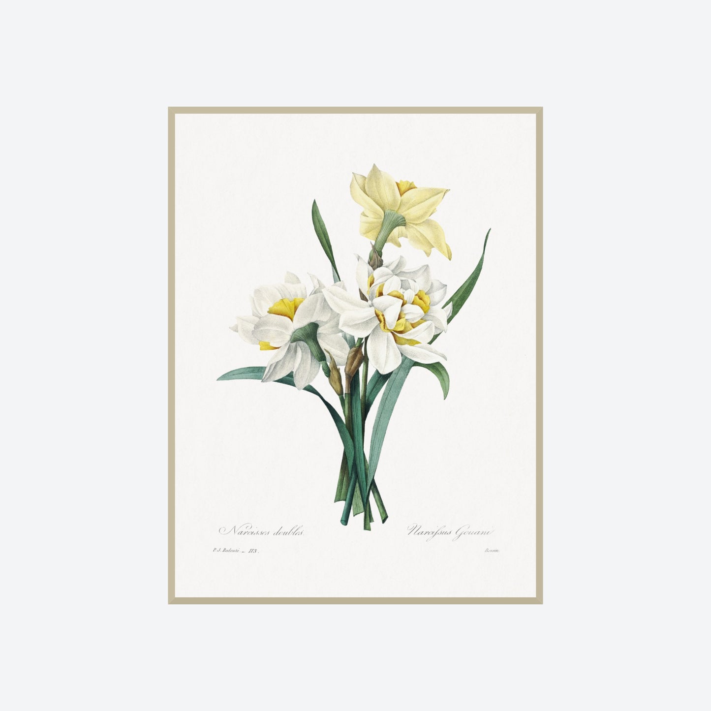 Double Daffodil Narcifsus Gouani Pierre-Joseph Redouté Print