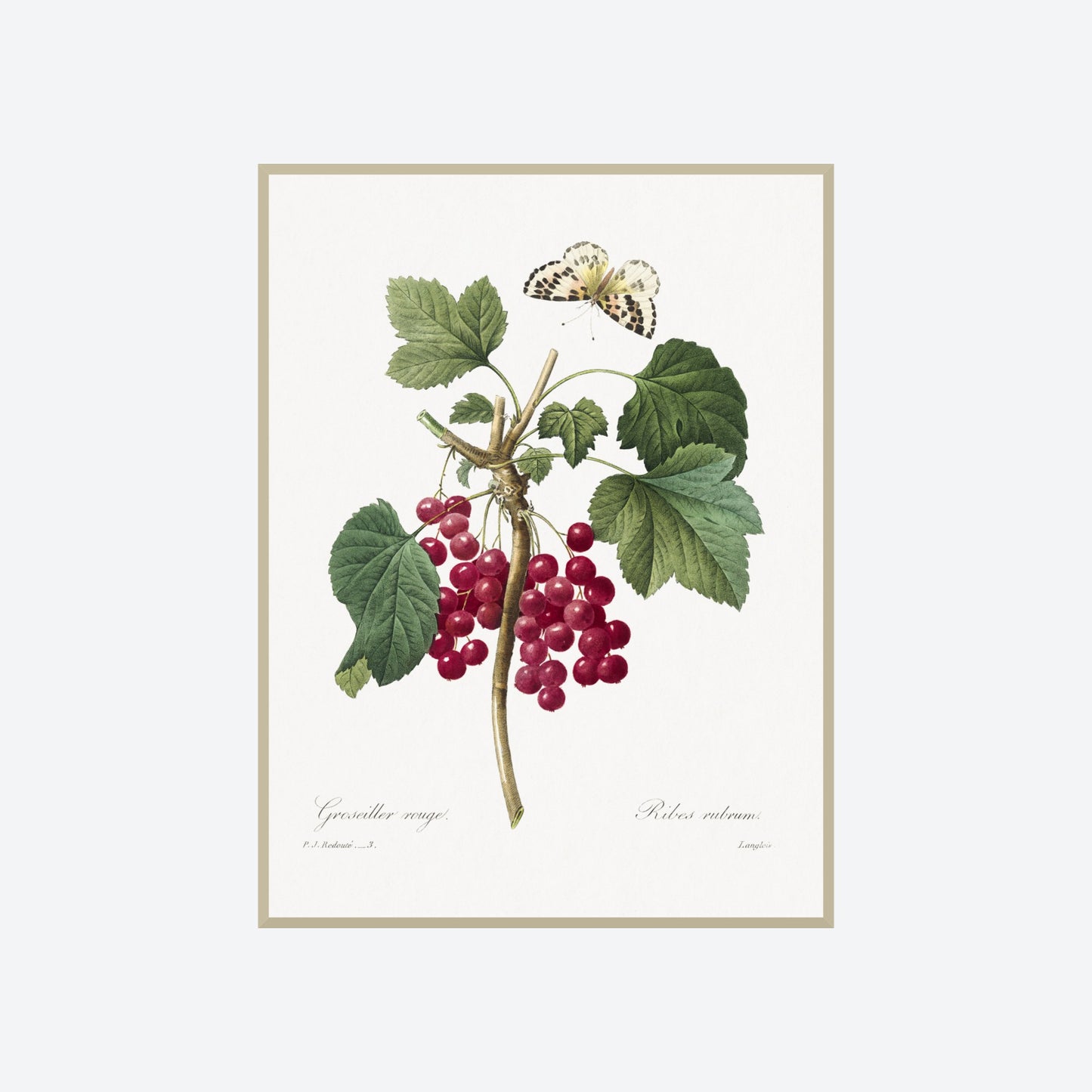 Ribes Rubrum Peony Pierre-Joseph Redouté Print