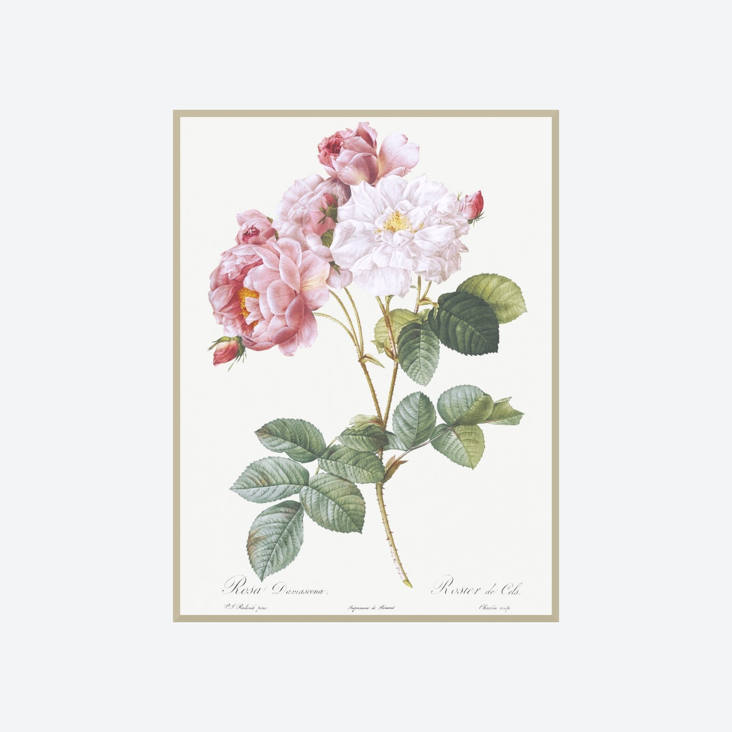 Rosa X Damascena Pierre-Joseph Redouté Print