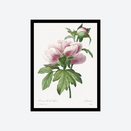 Peony Paeonia Pierre-Joseph Redouté Print