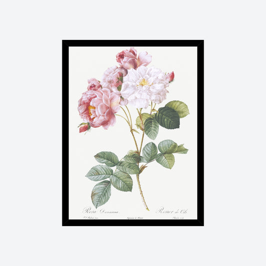 Rosa X Damascena Pierre-Joseph Redouté Print