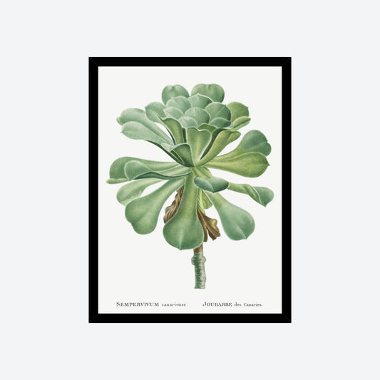 Sempervivum Canariense Pierre-Joseph Redouté Print