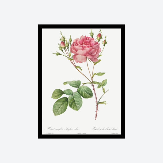 Rosa Centifolia Anglica Rubra Pierre-Joseph Redouté Print