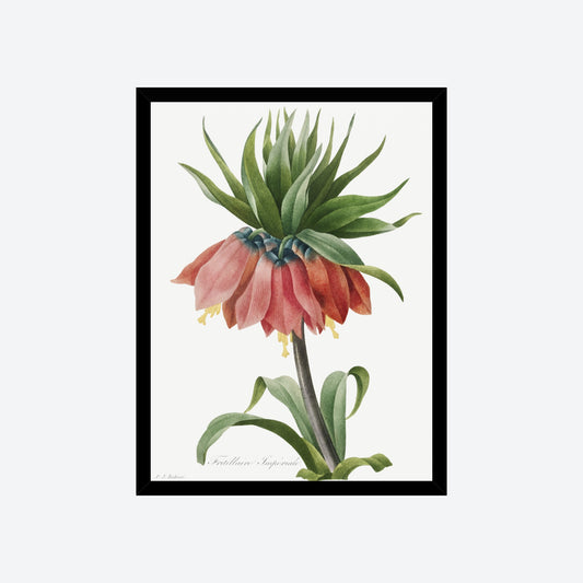 Crown Imperial Fritillary Pierre-Joseph Redouté Print