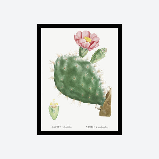 Cactus Cochenillifer Pierre-Joseph Redouté Print