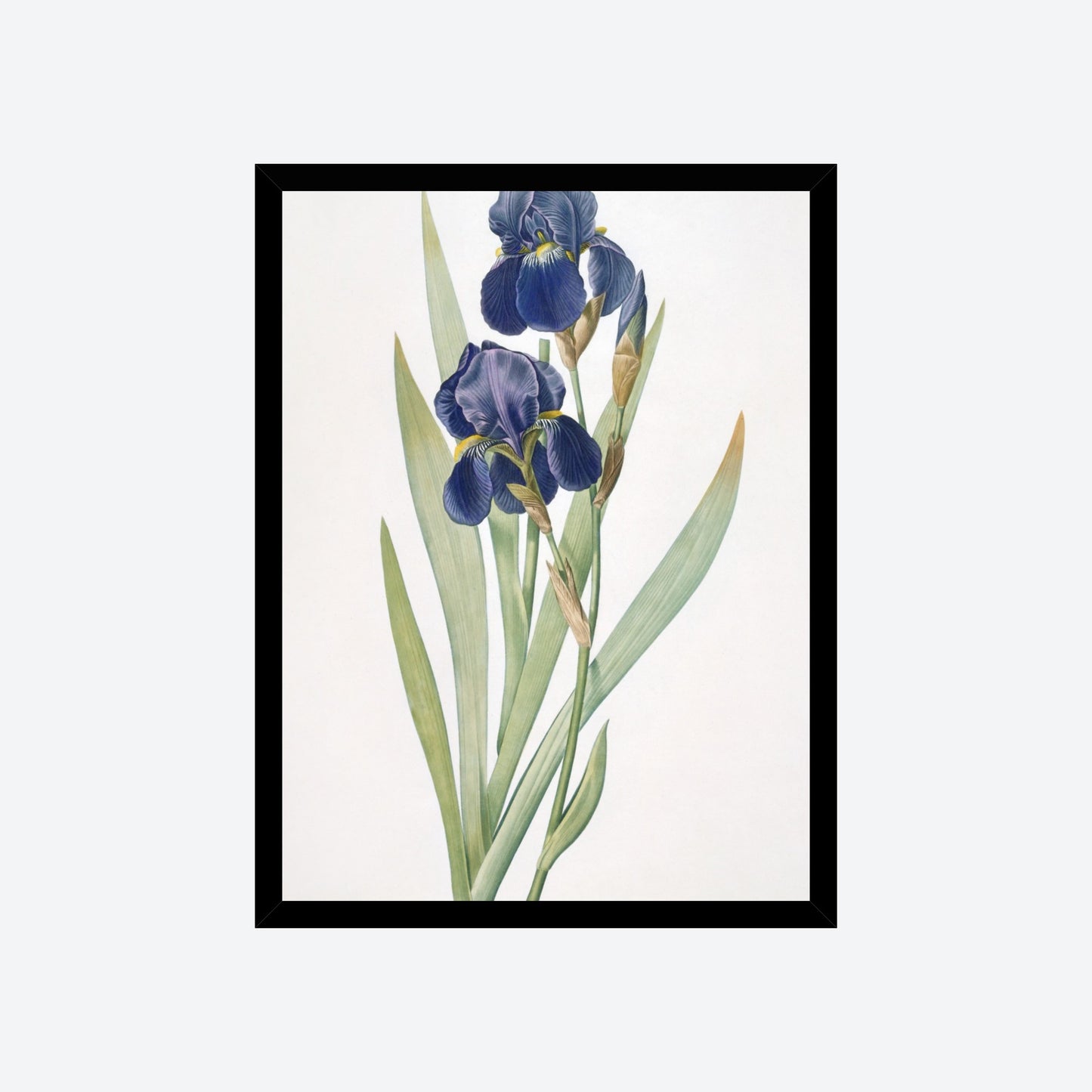 Iris Germanica Pierre-Joseph Redouté Print