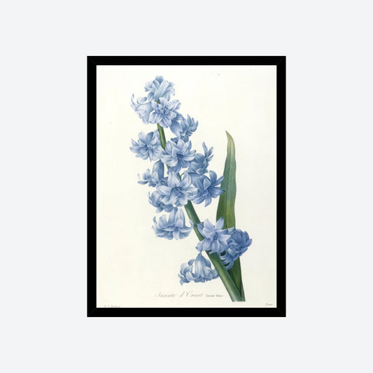 Jacinthe d'Orient Pierre-Joseph Redouté Print