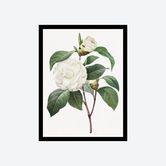 Camellia Japonica Pierre-Joseph Redouté Print