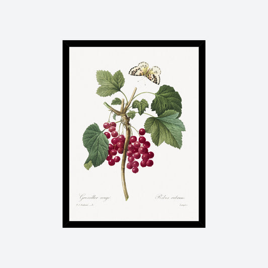 Ribes Rubrum Peony Pierre-Joseph Redouté Print