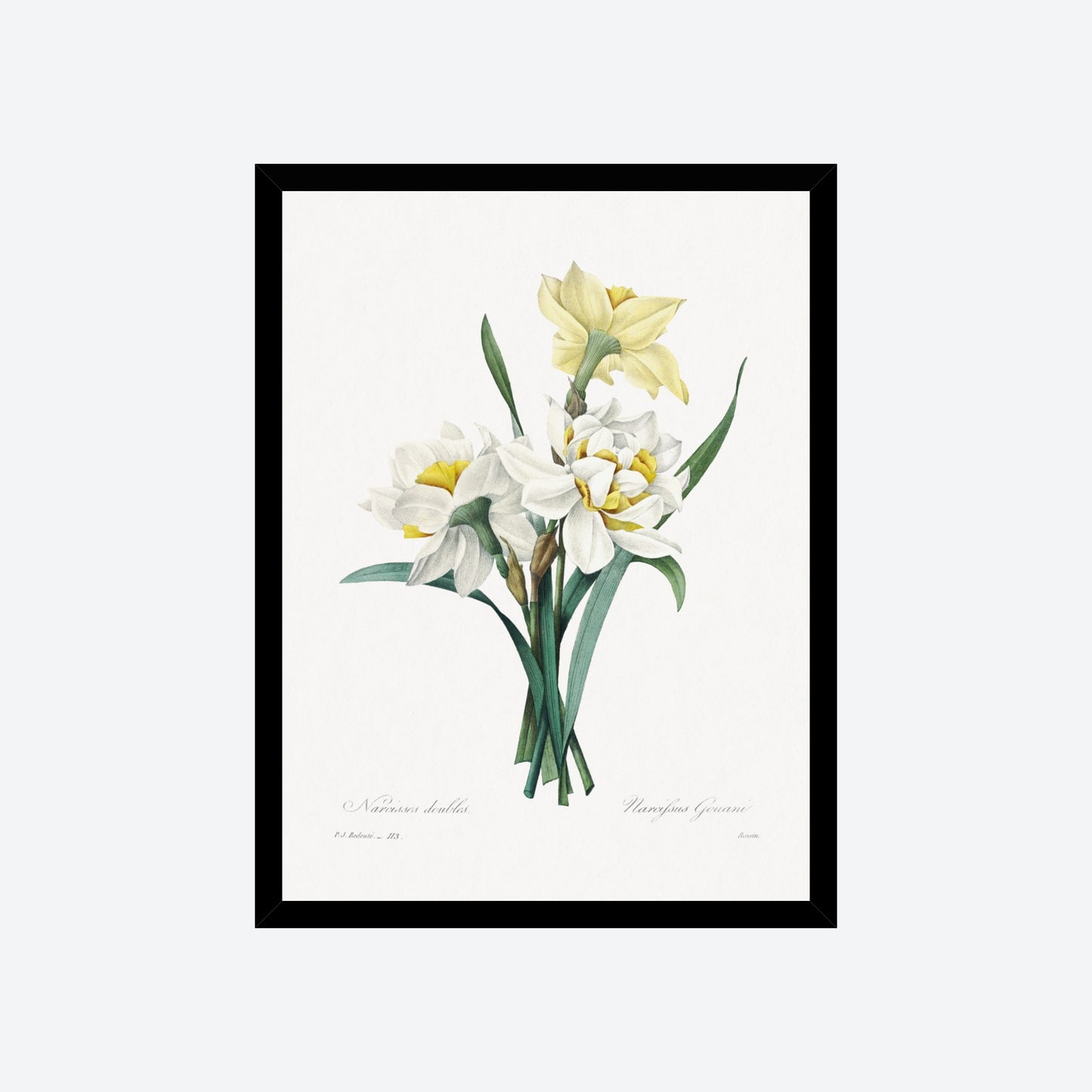 Double Daffodil Narcifsus Gouani Pierre-Joseph Redouté Print