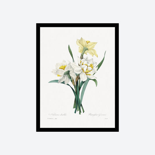 Double Daffodil Narcifsus Gouani Pierre-Joseph Redouté Print