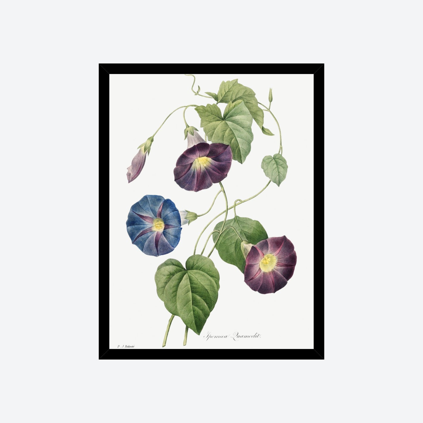 Ipomoea Quamoclit Pierre-Joseph Redouté Print