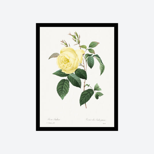 Rosa Indica Pierre-Joseph Redouté Print