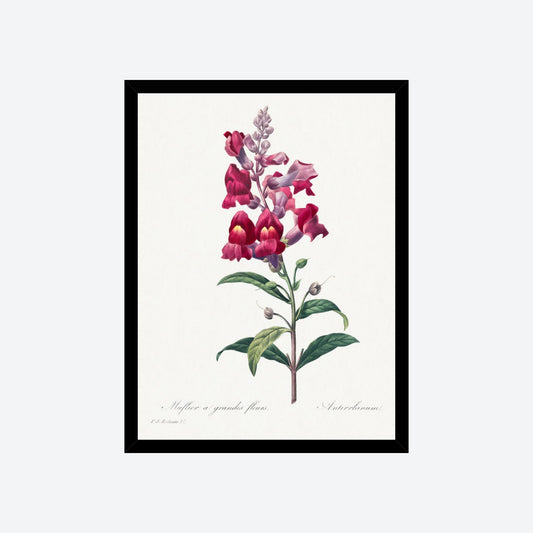 Muflier à Grandes Fleurs / Antirrhinum Pierre-Joseph Redouté Print