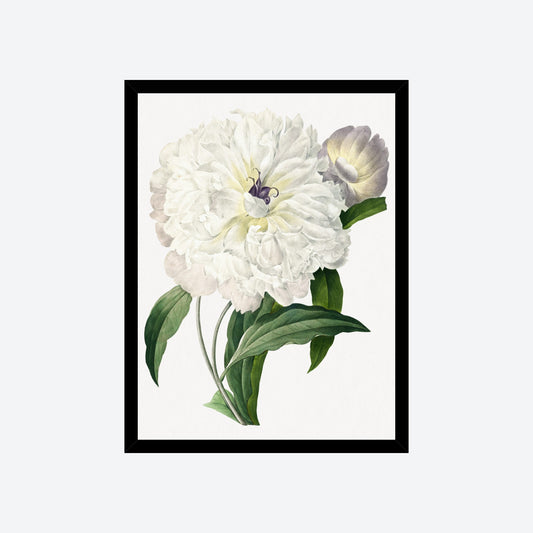 Pivoine Paeonia Officinalis Peony Pierre-Joseph Redouté Print